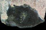 Polished Dinosaur Bone (Gembone) Section - Colorado #96413-2